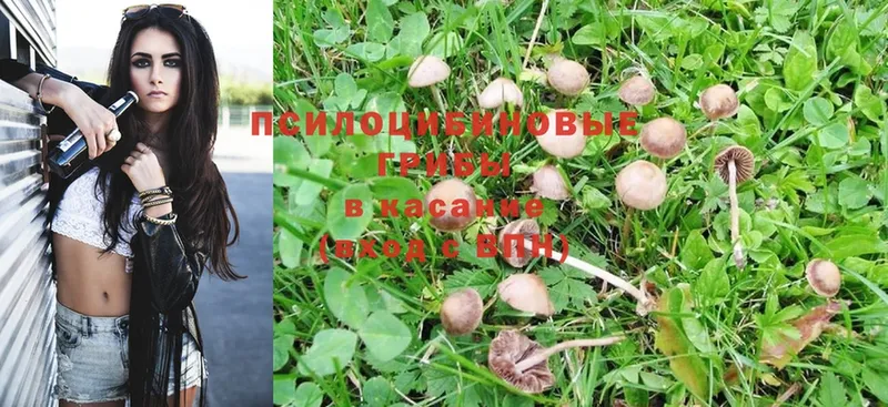 Галлюциногенные грибы Magic Shrooms  наркота  Скопин 